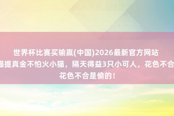 世界杯比赛买输赢(中国)2026最新官方网站 向流浪猫提真金不怕火小猫，隔天得益3只小可人，花色不合是偷的！