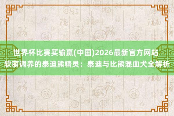 世界杯比赛买输赢(中国)2026最新官方网站 软萌调养的泰迪熊精灵：泰迪与比熊混血犬全解析