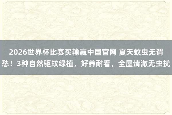 2026世界杯比赛买输赢中国官网 夏天蚊虫无谓愁！3种自然驱蚊绿植，好养耐看，全屋清澈无虫扰
