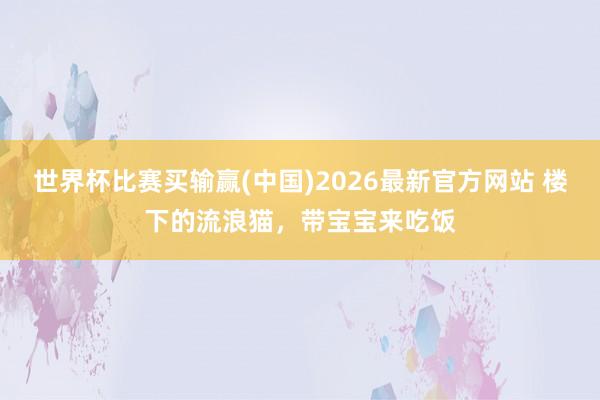 世界杯比赛买输赢(中国)2026最新官方网站 楼下的流浪猫，带宝宝来吃饭
