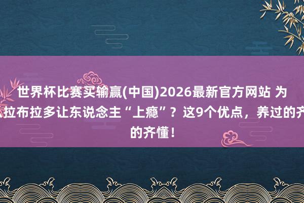 世界杯比赛买输赢(中国)2026最新官方网站 为什么拉布拉多让东说念主“上瘾”？这9个优点，养过的齐懂！
