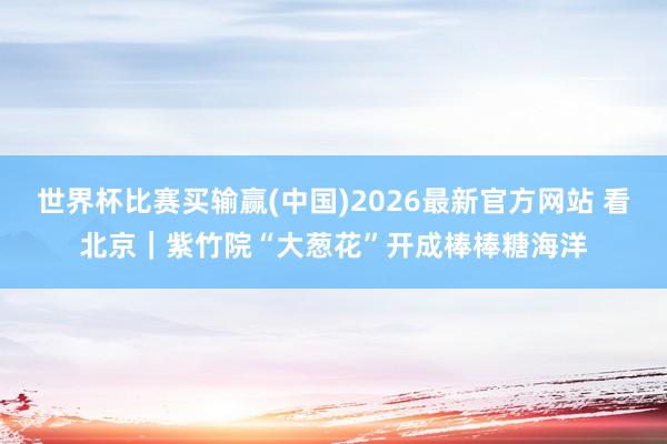 世界杯比赛买输赢(中国)2026最新官方网站 看北京｜紫竹院“大葱花”开成棒棒糖海洋