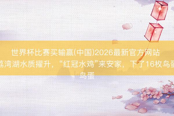 世界杯比赛买输赢(中国)2026最新官方网站 荔湾湖水质擢升，“红冠水鸡”来安家，下了16枚鸟蛋